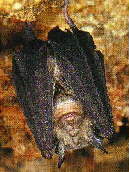 Large-Eared Horseshoe-bat