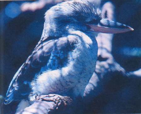 Blue-winged Kookaburra