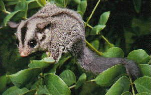 Sugar Glider