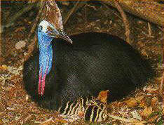 Cassowary