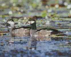 Green Pigmy Goose