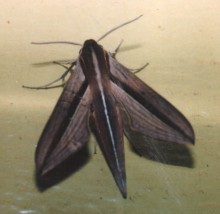 Hawk Moth