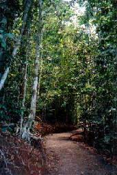 Lake Barrine Walk