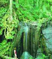 Lake Eacham Waterfall Walk