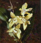 Orchid1.jpg (7459 bytes)