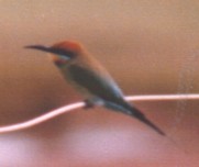 Rainbow bee-eater