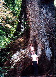 Giant Red Cedar Tree