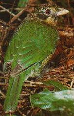 Spotted Catbird