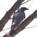 Cuckoo-Shrike