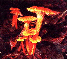 Gilled Fungus