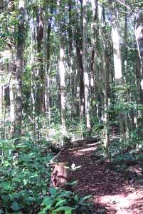 Lake Barrine Walk