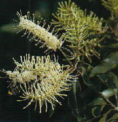 Brown Silky Oak