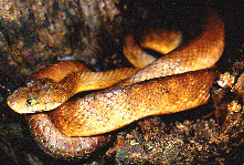 Brown Tree Snake