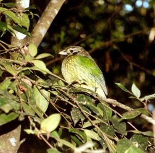 spotted catbird