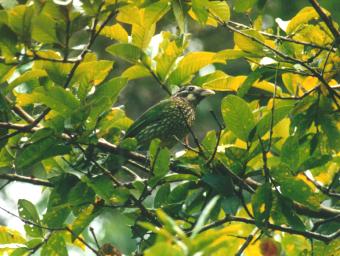 spotted catbird