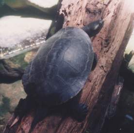Short necked turtle