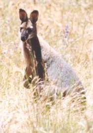 swamp wallaby