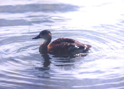 Whistling Duck